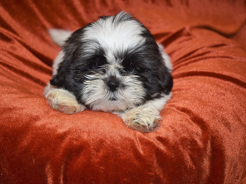 Shih Tzu-Male-Black and White-3708695-Petland Dunwoody Puppies For Sale