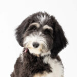 Petland Dunwoody Miniature Bernedoodle