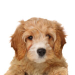 Petland Dunwoody Puppies For Sale Cavapoo