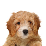 Petland Dunwoody Cavapoo