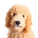 Petland Dunwoody Puppies For Sale Miniature Goldendoodle