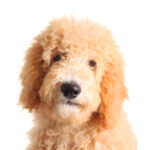 Petland Dunwoody Miniature Goldendoodle