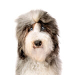 Petland Dunwoody Miniature Sheepadoodle