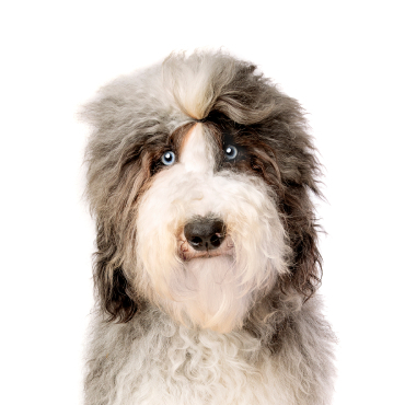 Miniature sheepadoodle sales