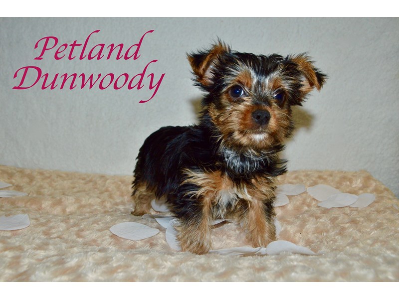 Yorkshire Terrier-DOG-Female-Black and Tan-2619290-Petland Dunwoody Puppies For Sale