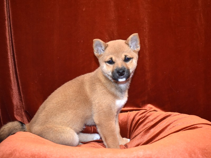 Shiba Inu-Female-Red-3632813-Petland Dunwoody Puppies For Sale