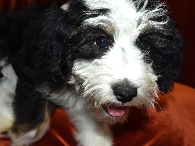 Aussidoodle-DOG-Male-Black/Tan Tri-3653173-Petland Dunwoody Puppies For Sale