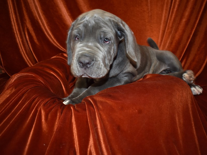 Neapolitan Mastiff-Female-Blue-3663896-Petland Dunwoody Puppies For Sale