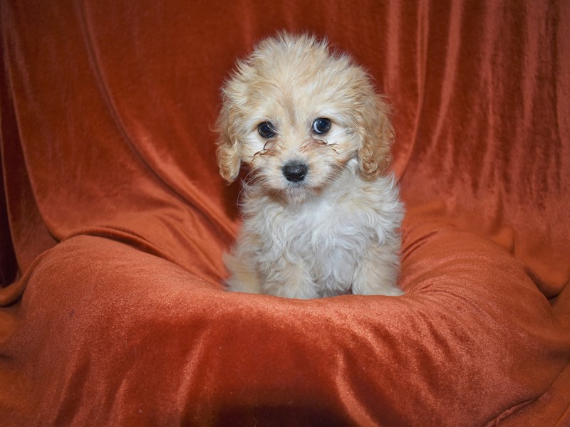 Cavapoo-DOG-Female-Apricot-3670038-Petland Dunwoody Puppies For Sale