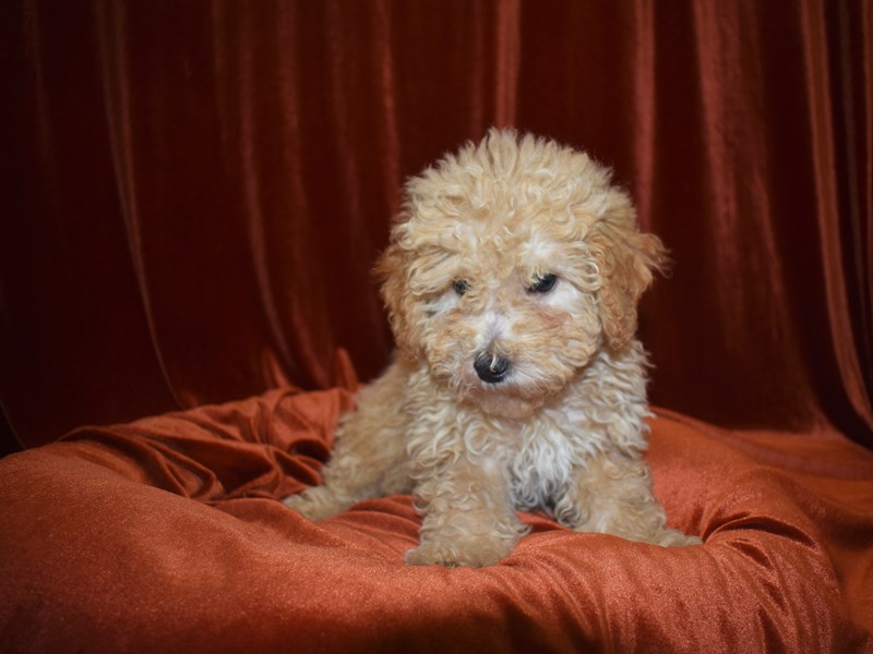 Bichon Poo-Male-Cream-3671535-Petland Dunwoody Puppies For Sale