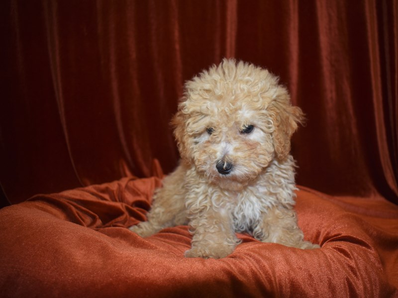 Bichon Poo-Male-Cream-3671535-Petland Dunwoody