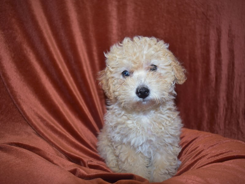 Bichon Poo-Female-Cream-3671536-Petland Dunwoody