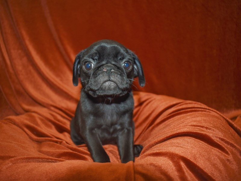 Pug-Female-Black-3669966-Petland Dunwoody Puppies For Sale