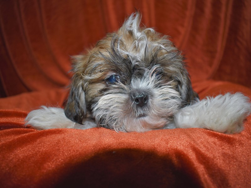 Shih Tzu-Male-Gold and White-3679669-Petland Dunwoody Puppies For Sale