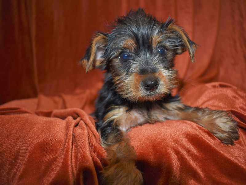 Yorkshire Terrier-Female-Black/Tan-3681186-Petland Dunwoody Puppies For Sale