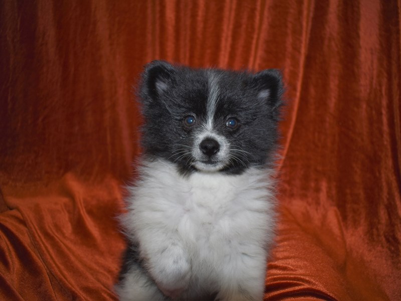 Pomeranian-Female-Black and White-3681208-Petland Dunwoody Puppies For Sale
