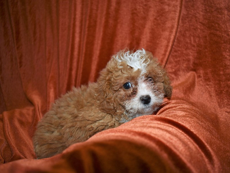 Bichon Poo-Female--3681199-Petland Dunwoody Puppies For Sale