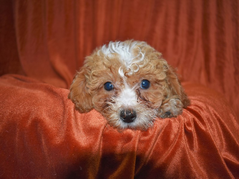 Bichon Poo-Female--3681198-Petland Dunwoody Puppies For Sale