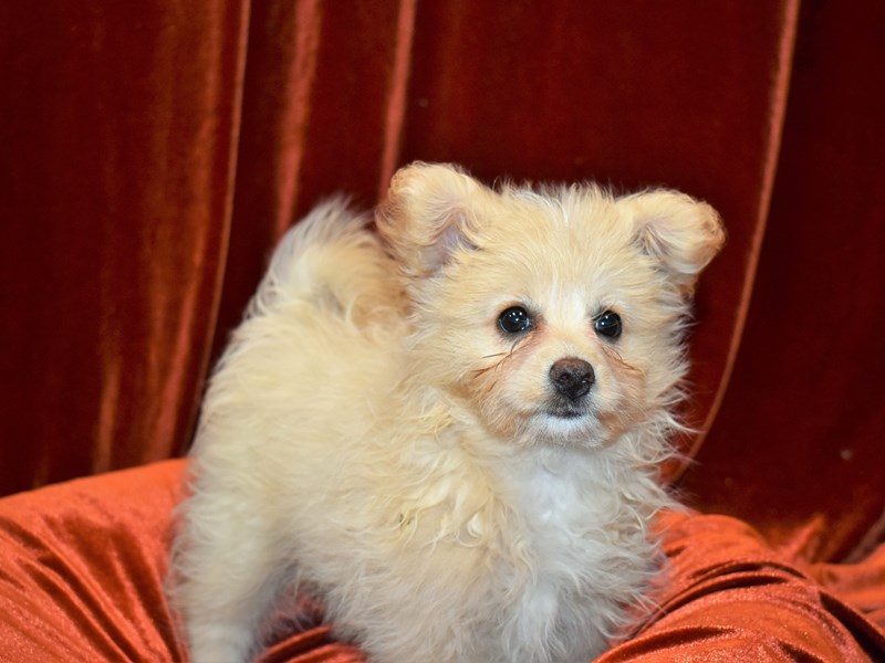 Pom-A-Poo-Female-Cream-3687835-Petland Dunwoody Puppies For Sale