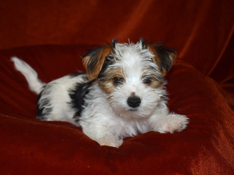 Morkie-Female-Tri-3699425-Petland Dunwoody Puppies For Sale