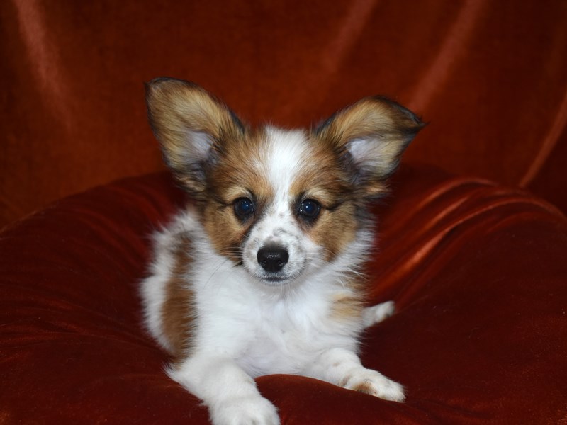 Papillon-Male-White and Red-3698087-Petland Dunwoody Puppies For Sale