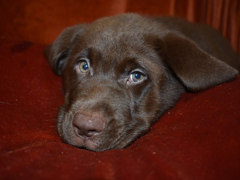 Labrador Retriever-DOG-Male-Chocolate-3699475-Petland Dunwoody