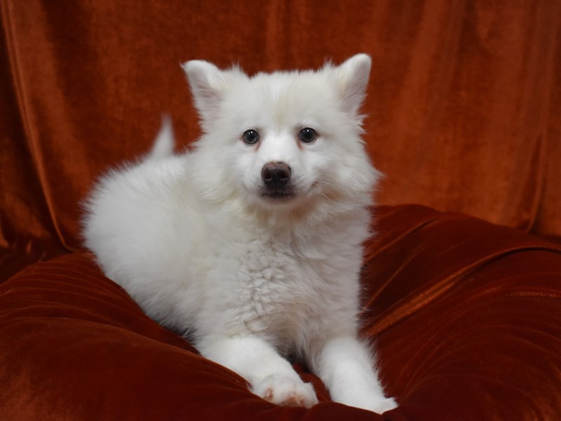Pomski-Female-Biscuit-3687909-Petland Dunwoody Puppies For Sale