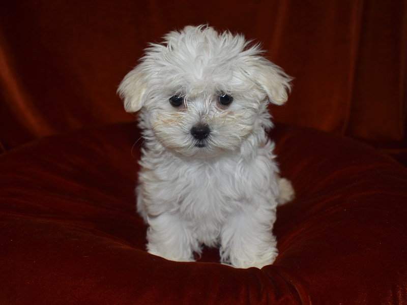 Maltese-Female-White-3699515-Petland Dunwoody Puppies For Sale