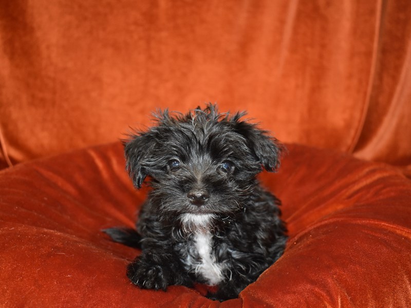 Morkie-Female-Black-3699436-Petland Dunwoody Puppies For Sale