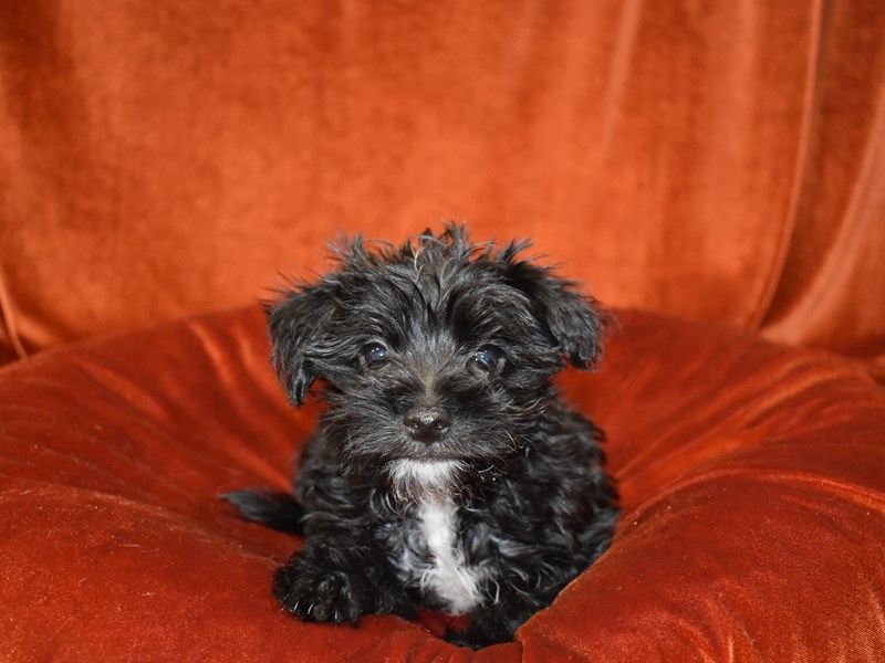 Morkie-Female-Black-3699436-Petland Dunwoody