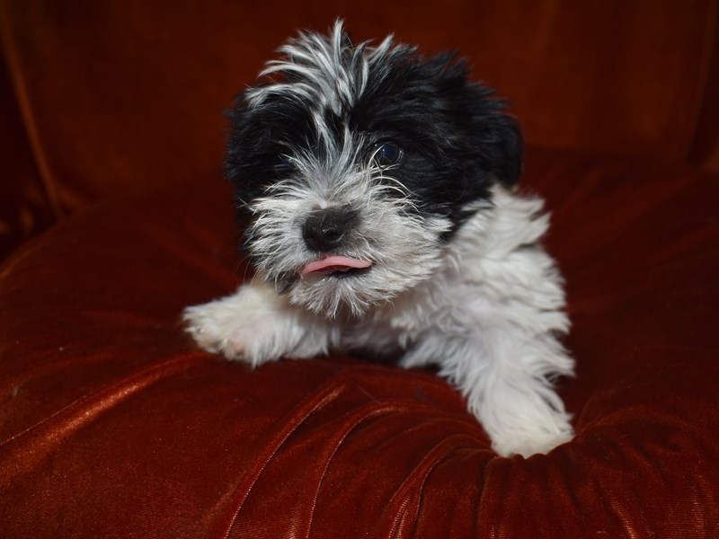 Morkie-Female-Black and White-3699403-Petland Dunwoody Puppies For Sale