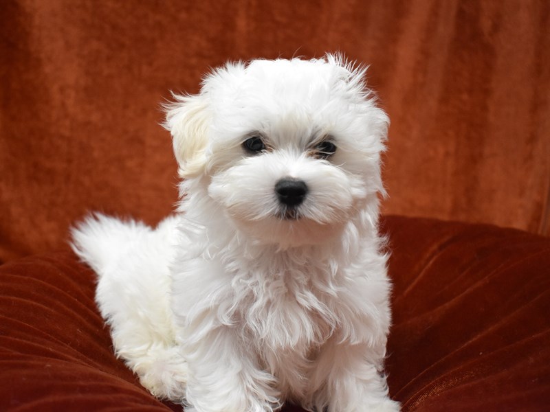 Maltese-Male-White-3699523-Petland Dunwoody Puppies For Sale