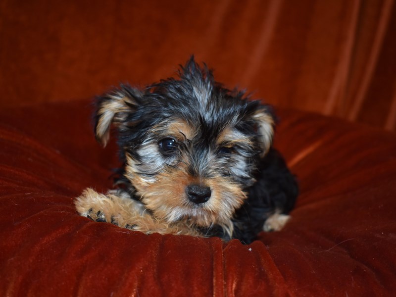 Morkie-DOG-Female-black & tan-3699434-Petland Dunwoody Puppies For Sale