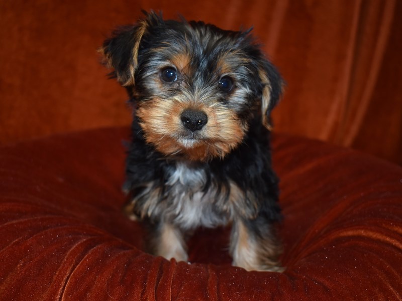 Yorkshire Terrier-Male-Black and Tan-3698119-Petland Dunwoody Puppies For Sale