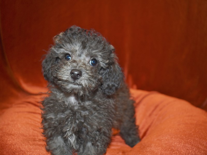 Poodle-DOG-Male-Silver-3706451-Petland Dunwoody Puppies For Sale
