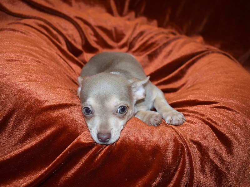 Chihuahua-Female-Blue and Tan-3706611-Petland Dunwoody