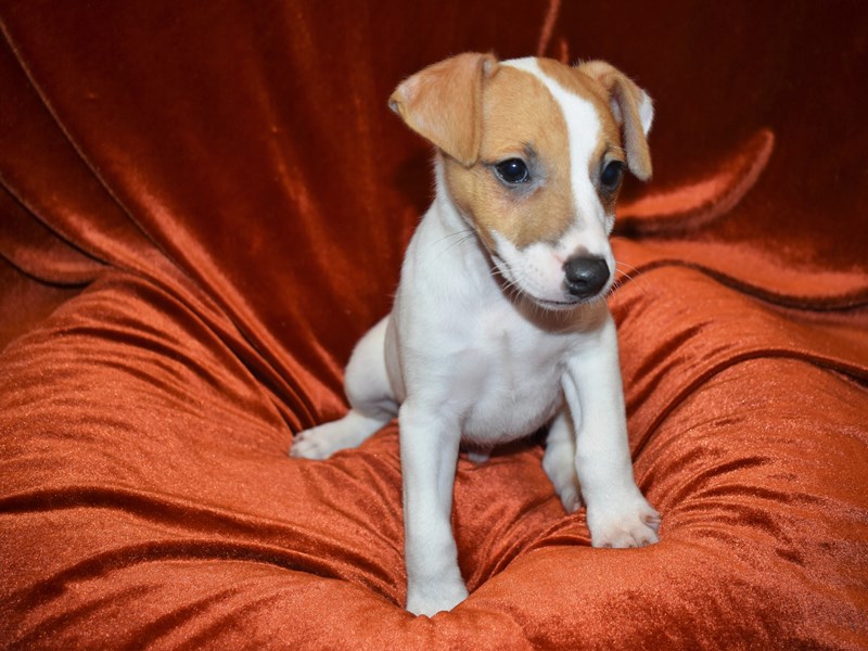 Jack Russell Terrier-Male-White and Red-3706470-Petland Dunwoody Puppies For Sale