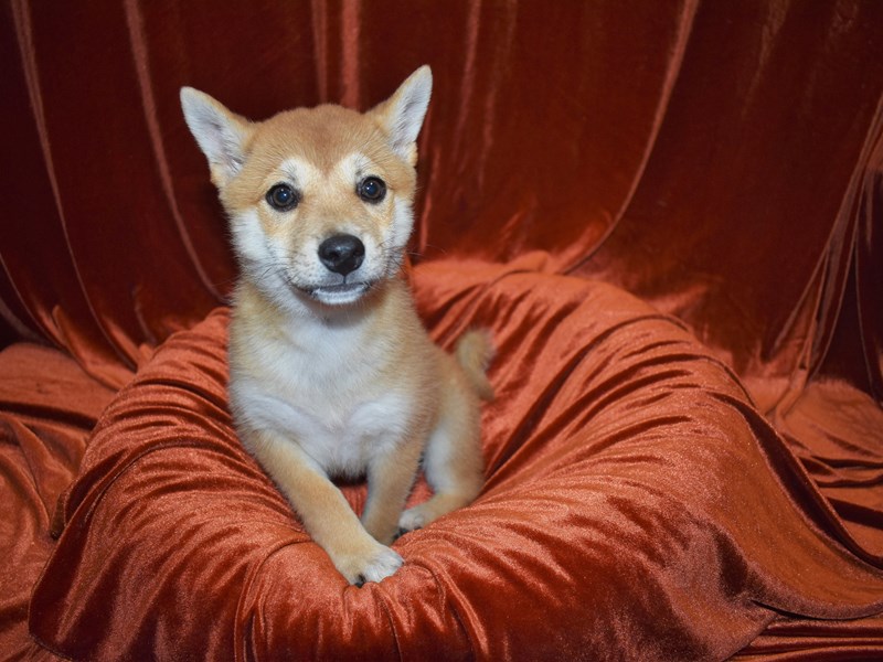 Shiba Inu-DOG-Female-Red-3716077-Petland Dunwoody