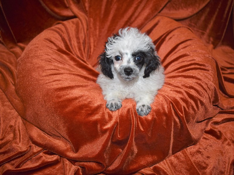Poodle-DOG-Female-Black and White-3716056-Petland Dunwoody Puppies For Sale