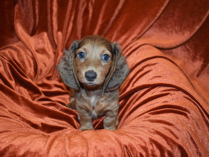 Dachshund-DOG-Female-Isabella Fawn-3716700-Petland Dunwoody Puppies For Sale