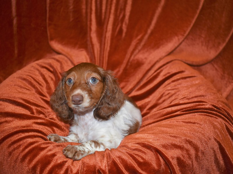 Dachshund-DOG-Female-Red Piebald-3716708-Petland Dunwoody Puppies For Sale