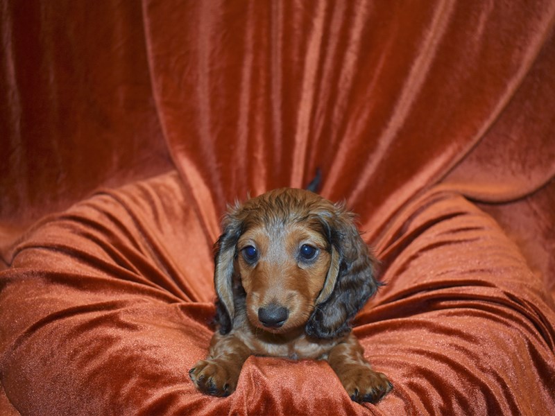 Dachshund-DOG-Male-WIldboar-3716687-Petland Dunwoody Puppies For Sale