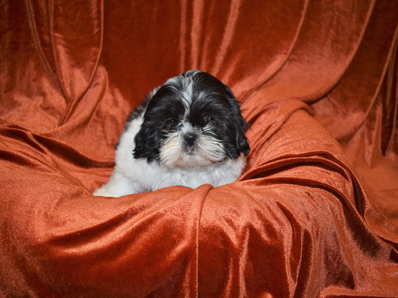 Shih Tzu-Female-Black and White-3716941-Petland Dunwoody Puppies For Sale