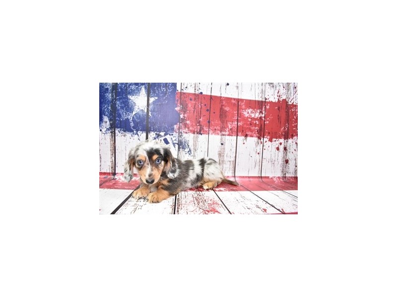 Dachshund-DOG-Female-Black and Silver Dapple-3724770-Petland Dunwoody Puppies For Sale