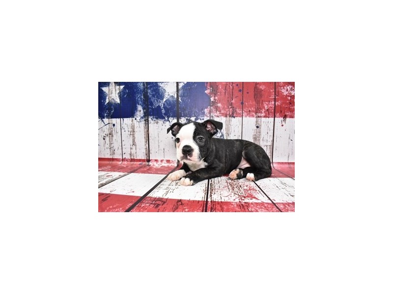Boston Terrier-DOG-Male-Black Brindle and White-3724821-Petland Dunwoody Puppies For Sale