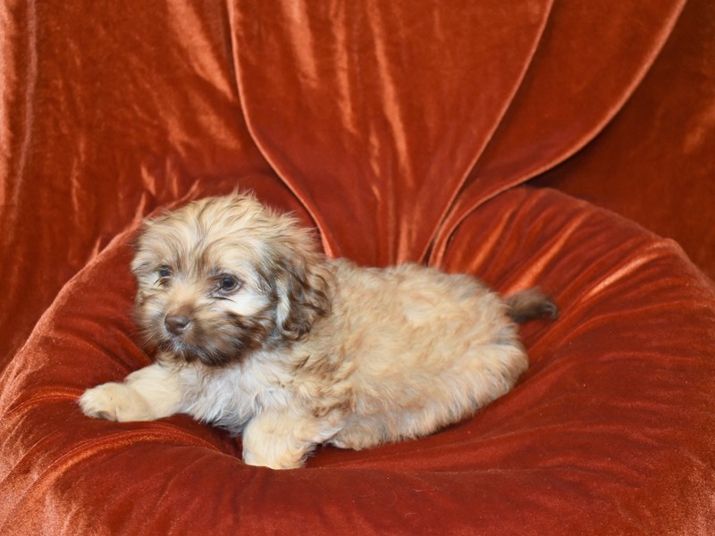 Shihtzy-Cocker Spaniel-Female--3726900-Petland Dunwoody Puppies For Sale