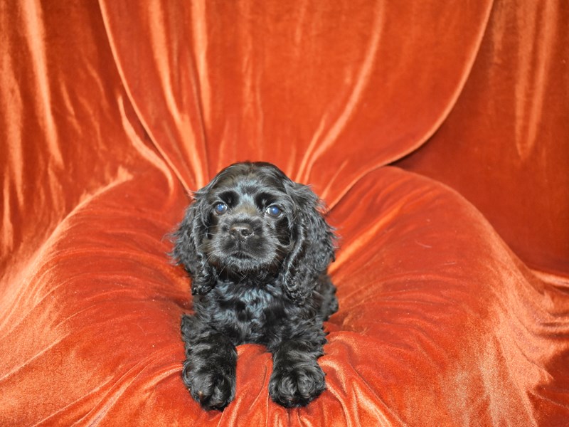 Cocker Spaniel-DOG-Female--3726880-Petland Dunwoody Puppies For Sale