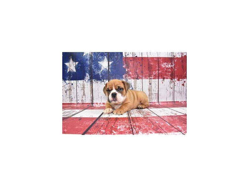 English Bulldog-DOG-Male-Red and White-3733654-Petland Dunwoody Puppies For Sale