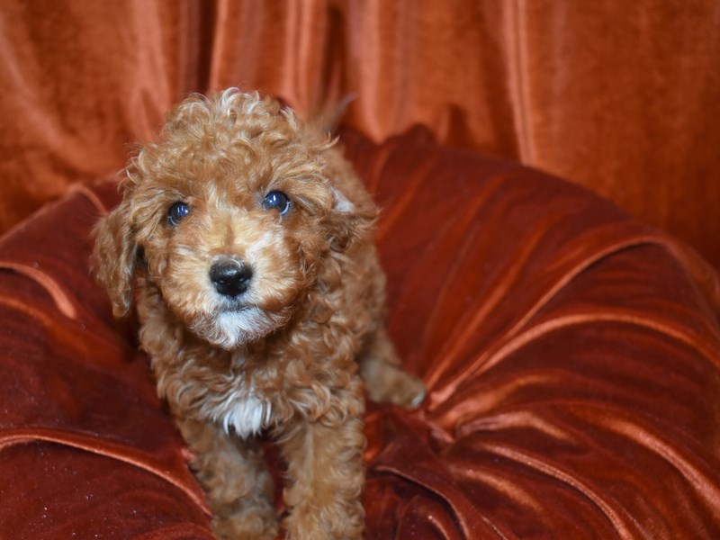 2nd Generation Mini Goldendoodle-DOG-Female--3734878-Petland Dunwoody Puppies For Sale