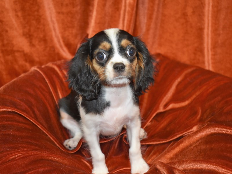 Cavalier King Charles Spaniel-Female-Black Tri-3735468-Petland Dunwoody Puppies For Sale